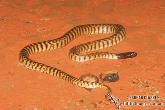 黑头盾蟒 Aspidites melanocephalus