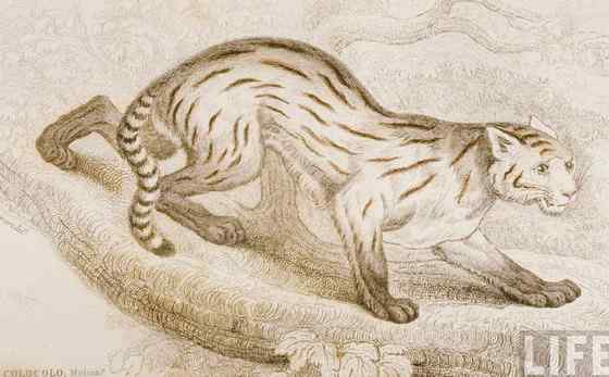 潘帕斯猫 南美草原猫