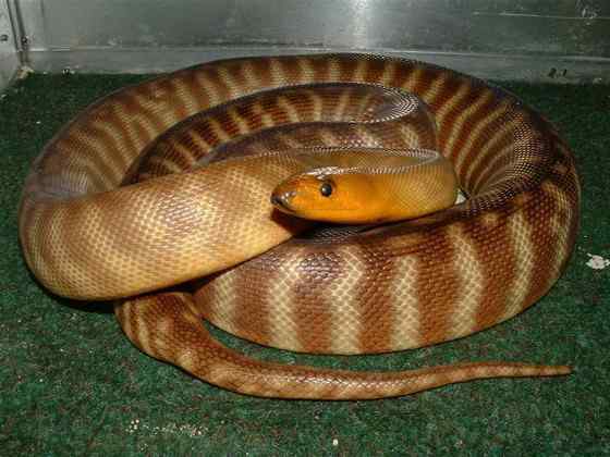 沙漠中的蟒蛇——兰氏盾蟒 Aspidites ramsayi