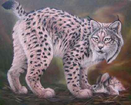 数量最少的猫科动物  伊比利亚猞猁、西班牙猞猁