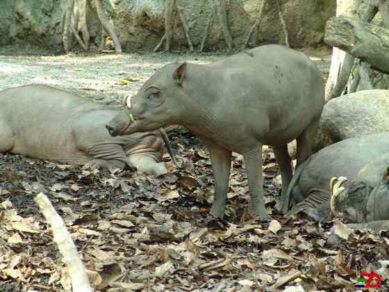 印度尼西亚的四牙猪  鹿豚