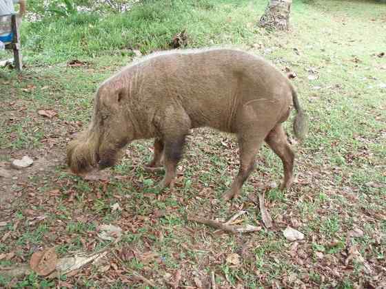 太平洋岛国的奇特野猪  须野猪