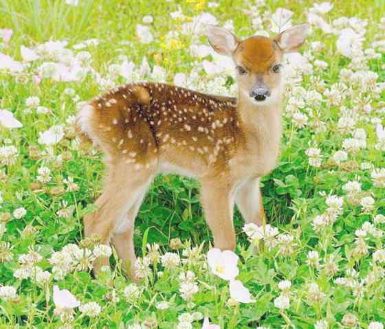 维吉尼亚鹿 白尾鹿 维吉尼亚鹿 白尾鹿