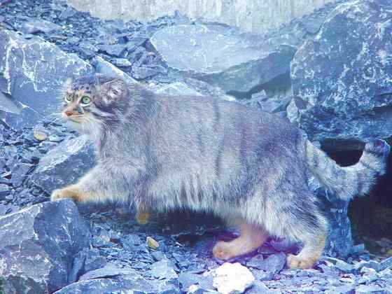 绿眼睛的肥猫羊猞猁  兔狲 Otocolobus manul