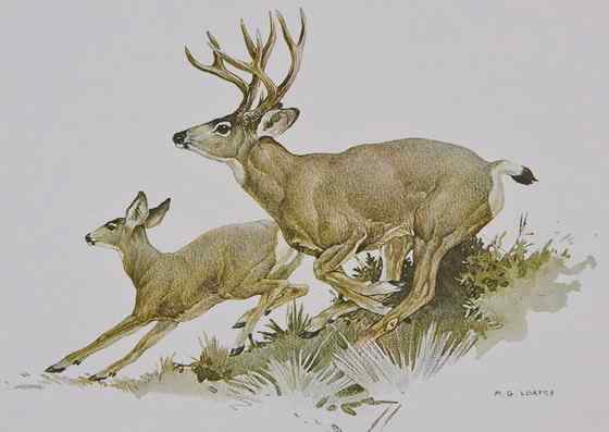 骡鹿 臀部都是白色