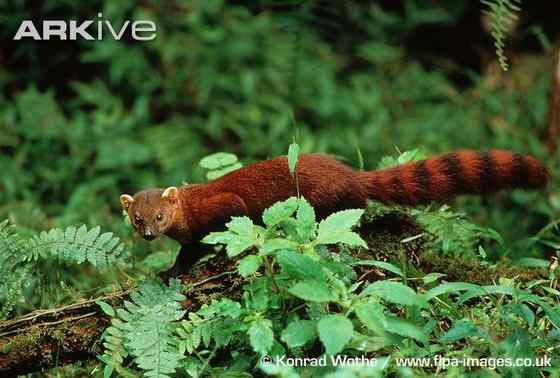 马达加斯加岛仅有的两大食肉哺乳动物之一 环尾獴