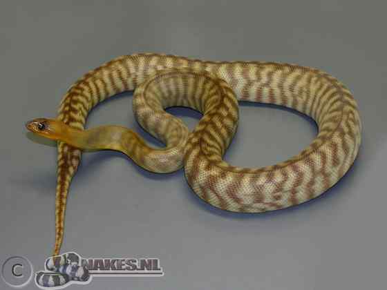 沙漠中的蟒蛇——兰氏盾蟒 Aspidites ramsayi