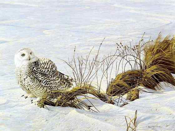 洁白的雪鸮 洁白的雪鸮