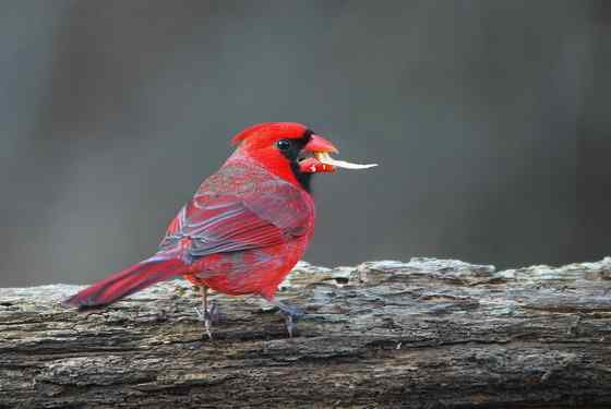 非常非常漂亮的鹀科鸟类  主红雀
