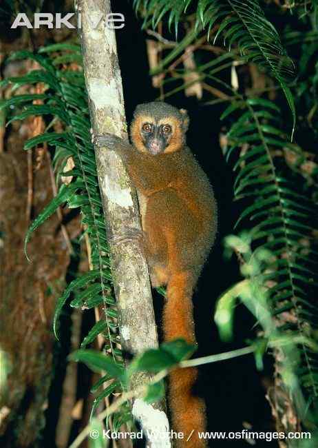 一生离不开竹子  马达加斯加 金竹驯狐猴