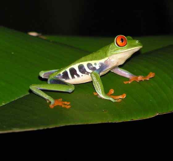 最漂亮的蛙类 红眼树蛙 最漂亮的蛙类 红眼树蛙
