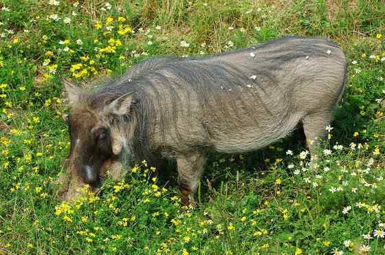 ubuntu开发代号 狮子王的好伙伴  疣猪