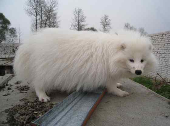 一丘之貉中的貉