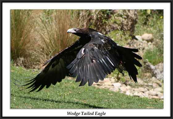 澳大利亚三大猛禽之——楔尾鹰 Aquila audax 澳大利亚三大猛禽之——楔尾鹰 Aquila audax