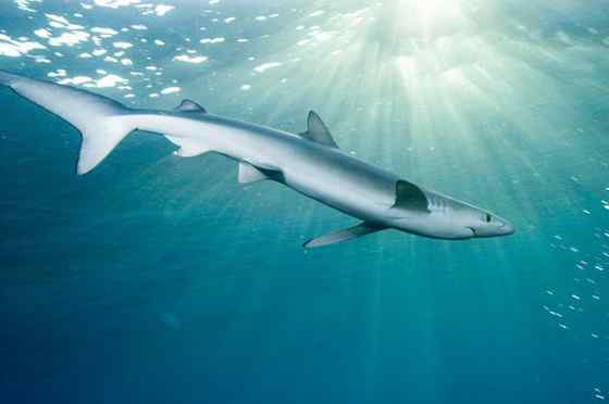 漂亮的鲨鱼  大青鲨、虎头鲨