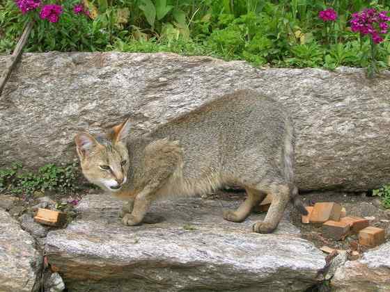 狸猫换太子中的狸猫