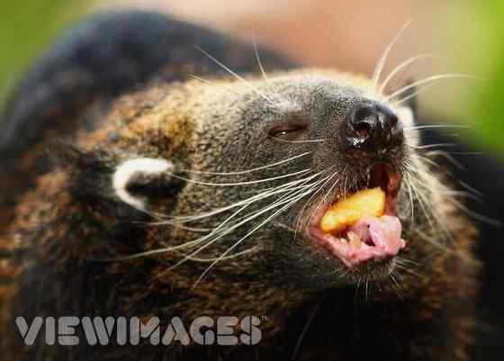 熊狸 Arctictis binturong 熊灵猫、貉獾 熊狸 Arctictis binturong 熊灵猫、貉獾