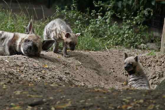 缟鬣狗 Hyaena hyaena