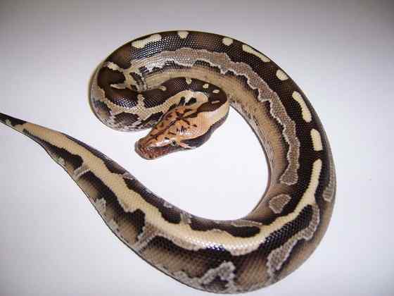 小型蛇  血蟒、侏蟒（Short python）