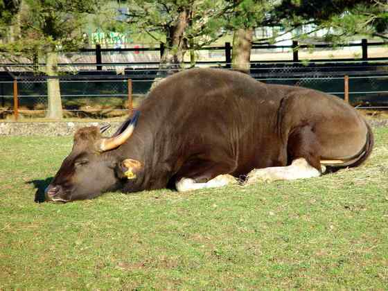 《西游记》中牛魔王的原型 白肢野牛 《西游记》中牛魔王的原型 白肢野牛