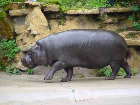 倭河马 河马世界第二