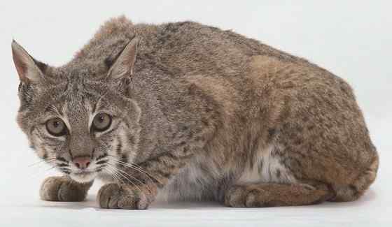 北美洲数量最多的猫科动物  短尾猫