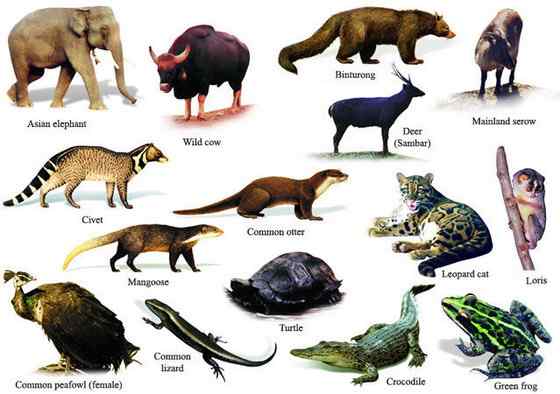 《西游记》中牛魔王的原型 白肢野牛 《西游记》中牛魔王的原型 白肢野牛