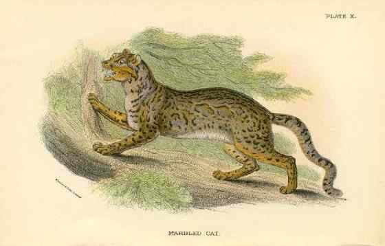 漂亮的猫科动物  石纹猫