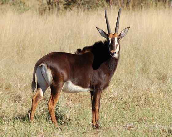 《封神演义》中闻太师的“墨麒麟”  貂羚