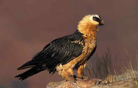 喜马拉雅山的大鸟--胡兀鹫