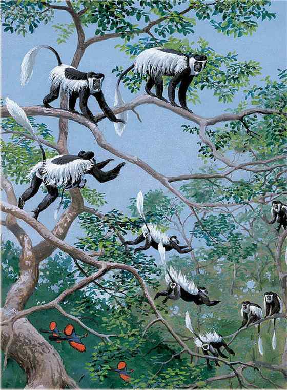 非洲特有的灵长目动物  黑白疣猴