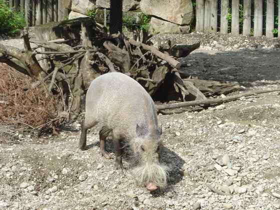 太平洋岛国的奇特野猪  须野猪