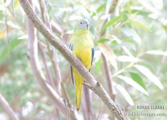 青绿鹦鹉 绿松石鹦鹉