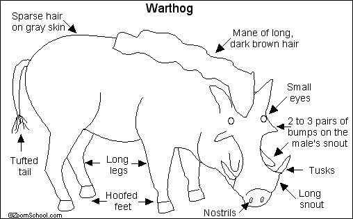 ubuntu开发代号 狮子王的好伙伴  疣猪