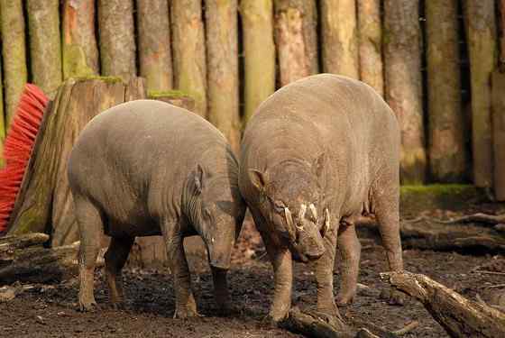 印度尼西亚的四牙猪  鹿豚