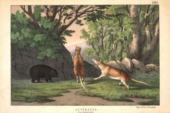 澳洲考拉 袋熊 澳洲考拉 袋熊