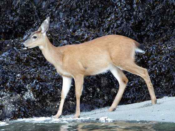 维吉尼亚鹿 白尾鹿 维吉尼亚鹿 白尾鹿