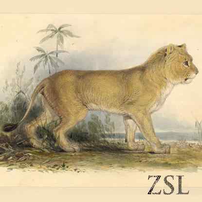 亚洲有狮子吗？--亚洲狮