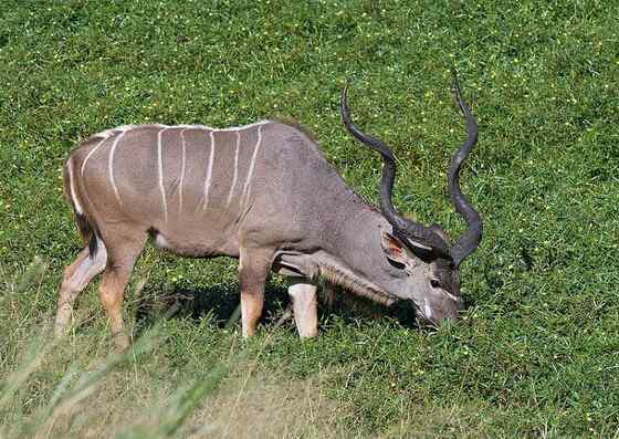 大型羚羊  扭角林羚 Tragelaphus strepsiceros