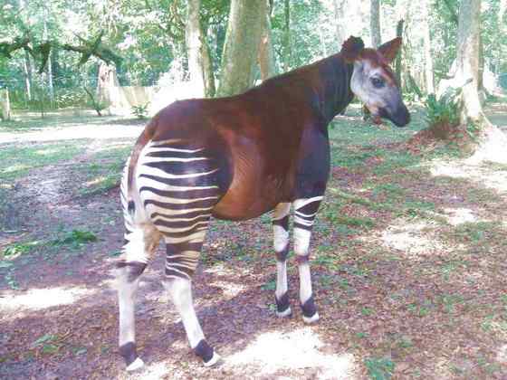 极度珍稀的霍加皮 长颈鹿的近亲 极度珍稀的霍加皮 长颈鹿的近亲