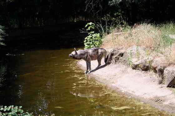 缟鬣狗 Hyaena hyaena