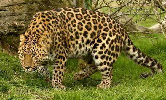 仅次于东北虎的大型猫科动物 远东豹