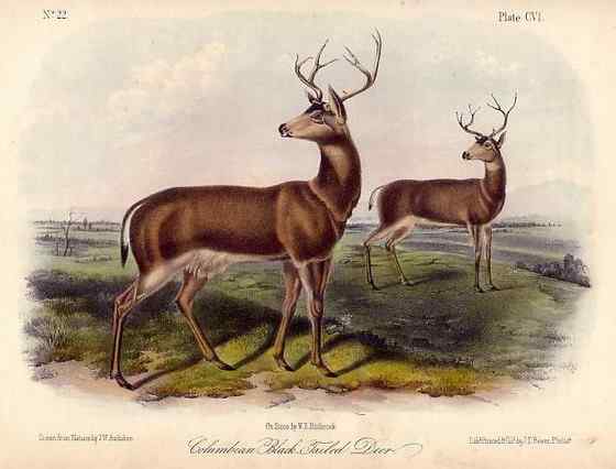 骡鹿 臀部都是白色