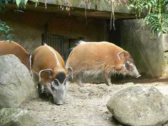 最美的猪  红河猪