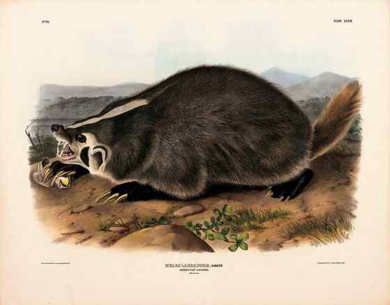 北美洲动物——美洲獾 Taxidea taxus