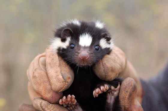 斑臭鼬 长得很漂亮