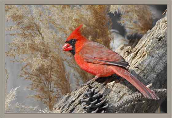 非常非常漂亮的鹀科鸟类  主红雀