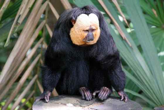 白脸僧面猴 White faced saki 白脸僧面猴 White faced saki