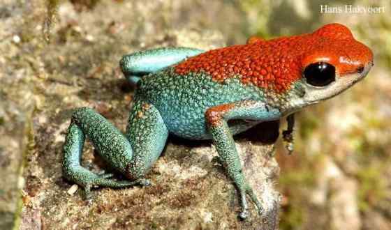 鲜红色的青蛙——疣丛蛙 疣背箭毒蛙（Granular poison-arrow frog）