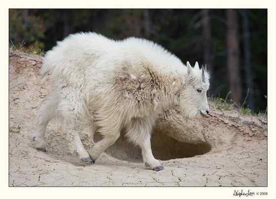 北美洲独有的本土羊类——石山羊 Oreamnos americanus